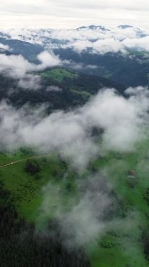 Vertical Screen: Aerial Drone Footage Over Dense European Forest in Foggy Weather. Beautiful Untouched and Pristine Natural Landscape with Green Coniferous Trees in Clouds at Morning Time.