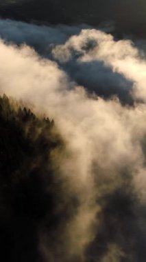 Vertical Screen: Aerial Drone Footage Over Dense European Forest in Foggy Weather. Beautiful Untouched and Pristine Natural Landscape with Green Coniferous Trees in Clouds at Morning Time.