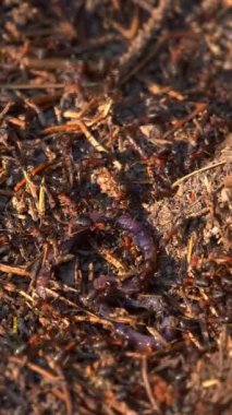 Vertical screen: Big Ant Hill with Colony of Ants in Summer Forest. wildlife. Small Insect Working on Their Colony Hill with Spruce Needles and Twigs. Macro View Shot for Social Media.