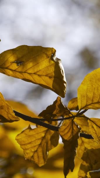 縦型スクリーン 黄色の紅葉 動画で見る自然風景ぼかし色鮮やかなボケの背景で風に吹かれている葉のクローズアップ ソーシャルメディアのために撮影 高画質映像 — ストック動画