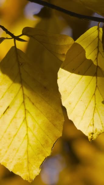 Vertical Screen Yellow Autumn Leaf Nature Video Scenario Scene Close — Video