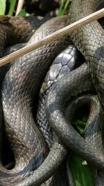 Vertical Screen Big Snake European Wildlife Black Snakeskin Beautiful Pattern — стокове відео
