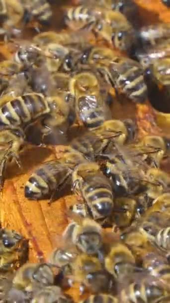 Vertical Screen Honey Bees Natural Habitat Insects Move Bee Hive — Vídeos de Stock