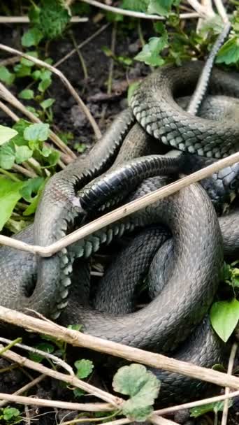 Vertical Screen Big Snake European Wildlife Black Snakeskin Beautiful Pattern — Vídeo de Stock