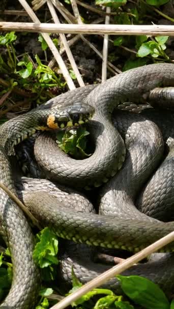 垂直屏风 欧洲野生生物中的大蛇 黑色蛇皮和黄色王冠的美丽图案 危险的剧毒捕食者在其栖息地冬眠后醒来 高质量的镜头 — 图库视频影像