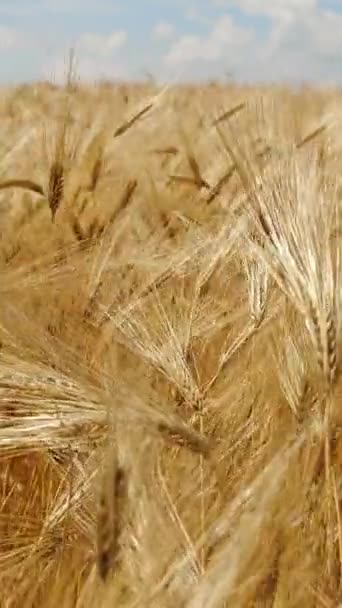 Vertical Screen Wheat Field Ears Rye Swaying Gentle Wind Golden — Vídeo de Stock