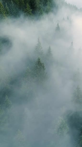 Вертикальний Екран Відеозапис Повітряного Дрону Над Щільним Європейським Лісом Туманній — стокове відео
