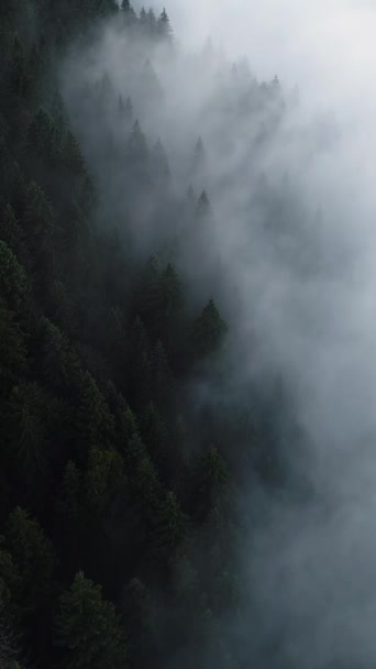 Vertical Screen Aerial Drone Footage Dense European Forest Foggy Weather — Wideo stockowe