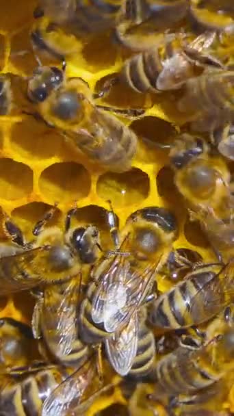 Vertikal Skärm Honungsbin Sin Naturliga Miljö Insekter Rör Sig Bikupa — Stockvideo