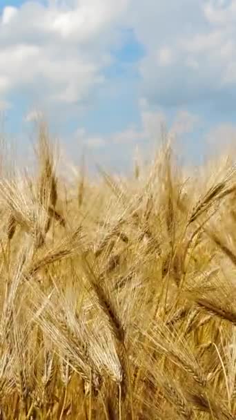 Vertical Screen Wheat Field Ears Rye Swaying Gentle Wind Golden — Stock Video