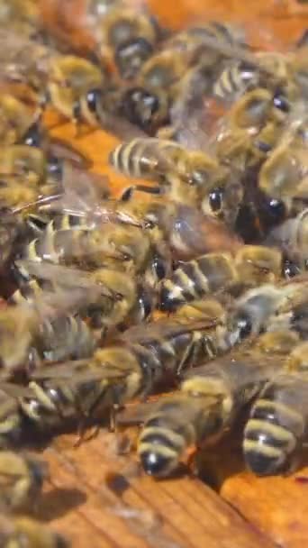 Vertical Screen Honey Bees Natural Habitat Insects Move Bee Hive — Vídeo de Stock