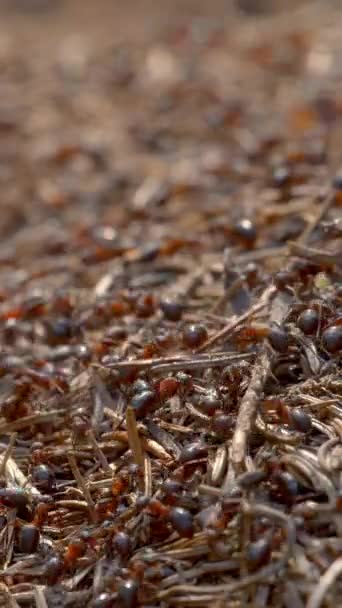 Vertical Screen Big Ant Hill Colony Ants Summer Forest Wildlife — Stock video
