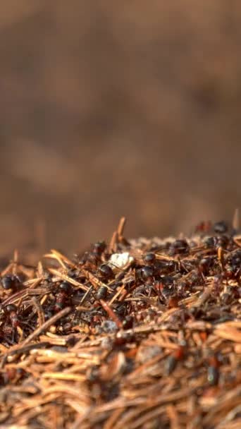 Vertical Screen Big Ant Hill Colony Ants Summer Forest Wildlife — Wideo stockowe
