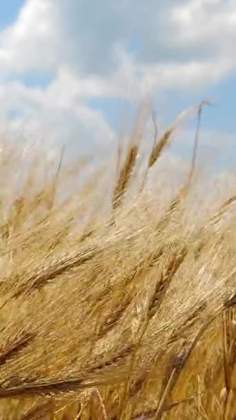 縦型スクリーン 小麦畑 優しい風から揺れるライ麦の耳 黄金の耳をゆっくりと風の近くで泳いでいる 夏の日にリペニングウィートフィールドの眺め 農業産業 1080X1920 — ストック動画