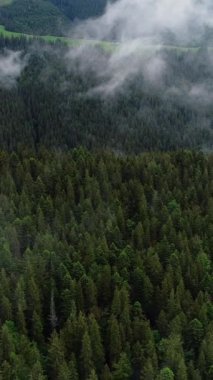 Vertical Screen: Aerial Drone Footage Over Dense European Forest in Foggy Weather. Beautiful Untouched and Pristine Natural Landscape with Green Coniferous Trees in Clouds at Morning Time.