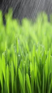 Vertical Screen: Fresh Morning Water Dew Drops on Green Grass Lit by the Sun and Blowing in the Wind. Wet Rainy Weather in the Middle of Spring. Pure Nature, Shot for Social Media.