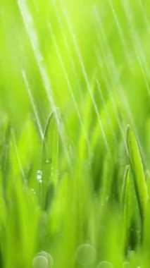 Vertical Screen: Fresh Morning Water Dew Drops on Green Grass Lit by the Sun and Blowing in the Wind. Wet Rainy Weather in the Middle of Spring. Pure Nature, Shot for Social Media.