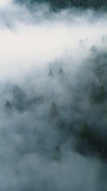 Vertical Screen: Aerial Drone Footage Over Dense European Forest in Foggy Weather. Beautiful Untouched and Pristine Natural Landscape with Green Coniferous Trees in Clouds at Morning Time.