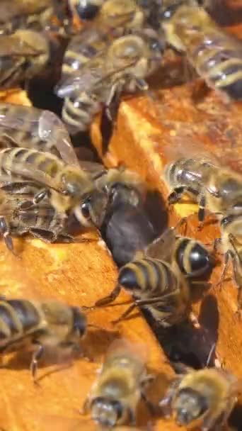 Вертикальный Экран Медовые Пчелы Естественной Среде Обитания Насекомые Движутся Пчелином — стоковое видео