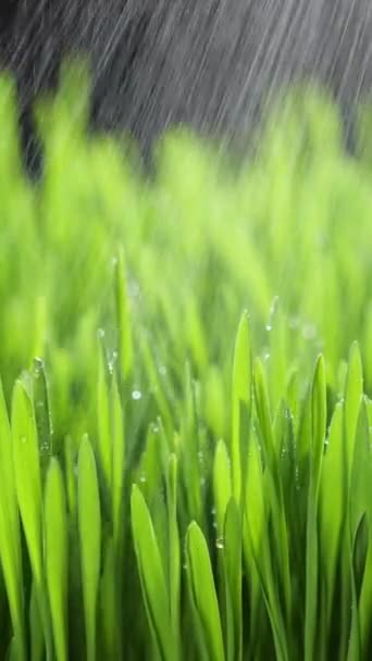 垂直画面 緑の草の上に新鮮な朝の水の露滴太陽によって点灯し 風に吹いて 春の真ん中に雨が降っています 純粋な自然 ソーシャルメディアのために撮影 — ストック動画