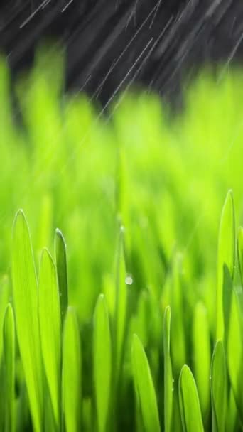 垂直屏风 阳光照射下绿色草叶上的淡水晨露滴落 风中飘扬 仲春多雨的天气 纯真的自然 为社交媒体拍摄 — 图库视频影像