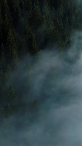 Vertical Screen Aerial Drone Footage Dense European Forest Foggy Weather — Stock videók