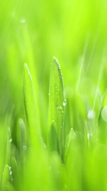 Vertical Screen Fresh Morning Water Dew Drops Green Grass Lit — Stock Video