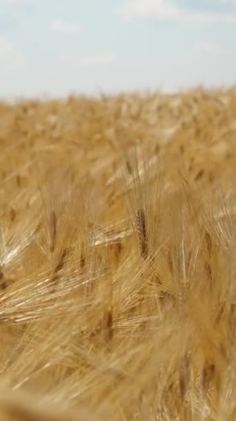 Vertical Screen Wheat Field Ears Rye Swaying Gentle Wind Golden — Stock video