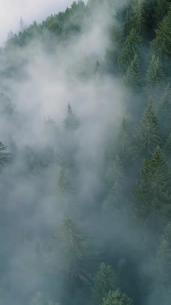 Vertical Screen Aerial Drone Footage Dense European Forest Foggy Weather — Stockvideo