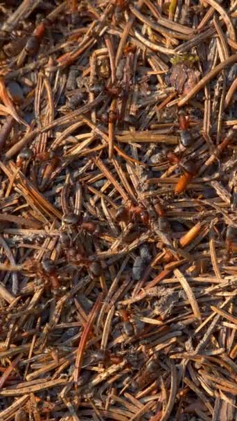 垂直画面 夏の森のアリのコロニーと大きなアリの丘 野生動物 トウヒの針と小枝でコロニーの丘で働く小さな昆虫 ソーシャルメディアのマクロビューショット — ストック動画