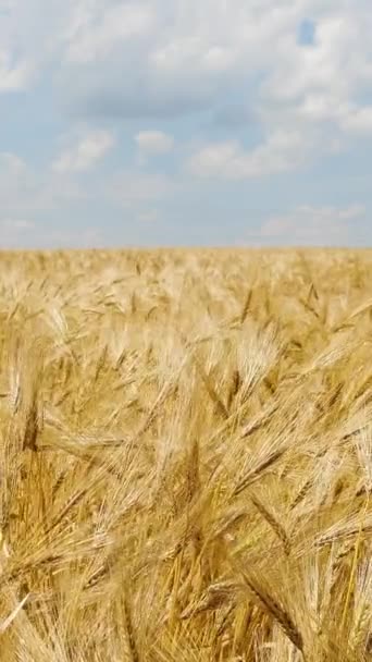 Vertical Screen Wheat Field Ears Rye Swaying Gentle Wind Golden — Wideo stockowe