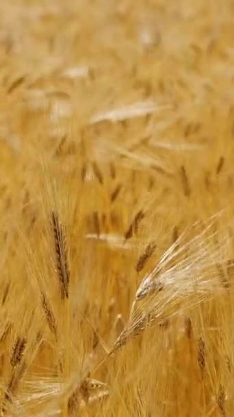 Κάθετη Οθόνη Πεδίο Σιταριού Αυτιά Σίκαλης Ταλαντεύεται Από Απαλό Άνεμο — Αρχείο Βίντεο