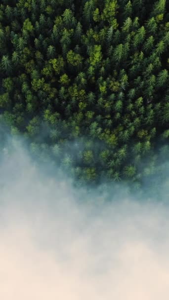 Vertical Screen Aerial Drone Footage Dense European Forest Foggy Weather — Vídeos de Stock