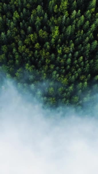 Vertical Screen Aerial Drone Footage Dense European Forest Foggy Weather — Vídeos de Stock