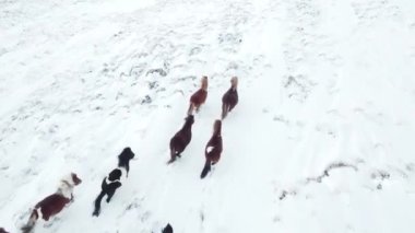 Horses Running in Winter Field. Rural Animals in in Snow Covered Meadow. Pure Nature in Iceland. Frozen North Landscape Aerial View 4k. Icelandic Horse is a Breed of Horse Developed in Iceland.