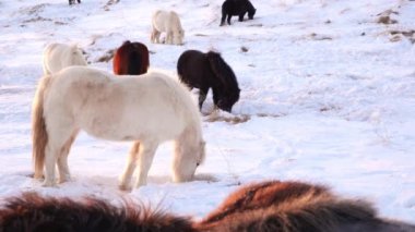 Horses In Winter. Rural Animals in Snow Covered Meadow. Pure Nature in Iceland. Frozen North Landscape. Icelandic Horse is a Breed of Horse Developed in Iceland. Shot in 8k Resolution.