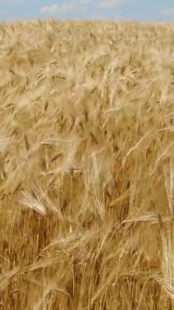 Vertical Screen Wheat Field Ears Rye Swaying Gentle Wind Golden — Stock video