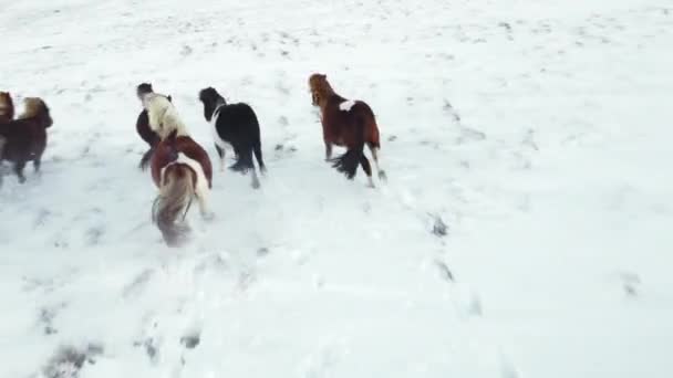 Horses Running Winter Field Rural Animals Snow Covered Meadow Pure — Wideo stockowe