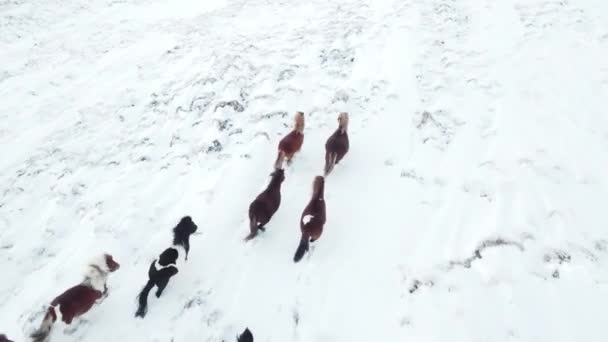 Horses Running Winter Field Rural Animals Snow Covered Meadow Pure — Stok Video