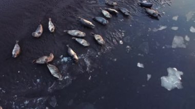 Fur Seals Lie on the Shore of the Black Sand Beach in Iceland. Ocean Coast with Floating Ice Floes at Sunset. Iceland Wildlife Nature. Sea Lions, Animal in Natural Environment. Aerial View 4k.