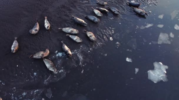 Σφραγίδες Γούνας Βρίσκονται Στην Ακτή Της Μαύρης Άμμου Στην Ισλανδία — Αρχείο Βίντεο