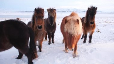 Horses In Winter. Rural Animals in Snow Covered Meadow. Pure Nature in Iceland. Frozen North Landscape. Icelandic Horse is a Breed of Horse Developed in Iceland. Shot in 8k Resolution.
