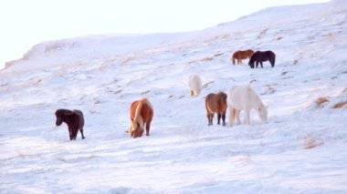 Horses In Winter. Rural Animals in Snow Covered Meadow. Pure Nature in Iceland. Frozen North Landscape. Icelandic Horse is a Breed of Horse Developed in Iceland. Shot in 8k Resolution.
