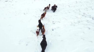 Horses Running in Winter Field. Rural Animals in in Snow Covered Meadow. Pure Nature in Iceland. Frozen North Landscape Aerial View 4k. Icelandic Horse is a Breed of Horse Developed in Iceland.