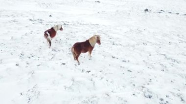 Horses Running in Winter Field. Rural Animals in in Snow Covered Meadow. Pure Nature in Iceland. Frozen North Landscape Aerial View 4k. Icelandic Horse is a Breed of Horse Developed in Iceland.