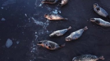 Fur Seals Lie on the Shore of the Black Sand Beach in Iceland. Ocean Coast with Floating Ice Floes at Sunset. Iceland Wildlife Nature. Sea Lions, Animal in Natural Environment. Aerial View 4k.