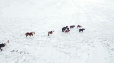 Horses Running in Winter Field. Rural Animals in in Snow Covered Meadow. Pure Nature in Iceland. Frozen North Landscape Aerial View 4k. Icelandic Horse is a Breed of Horse Developed in Iceland.