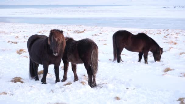 Hästar Vintern Landsbygdsdjur Snötäckt Äng Ren Natur Island Fryst Norra — Stockvideo