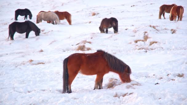 Horses Winter Rural Animals Snow Covered Meadow Pure Nature Iceland — Stok video
