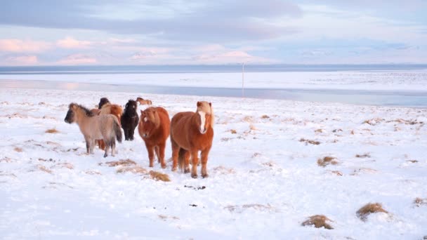 Horses Winter Rural Animals Snow Covered Meadow Pure Nature Iceland — Vídeos de Stock